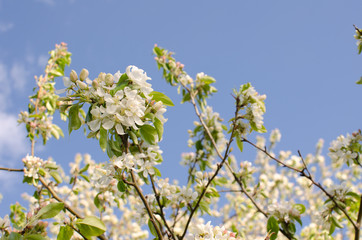 Blooming apple tree branches selective focus Croton-on-Hudson NY