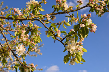 Blooming apple tree branches selective focus Croton-on-Hudson NY © Marianne Campolongo
