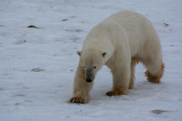 Obraz na płótnie Canvas polar bear mother and cubs