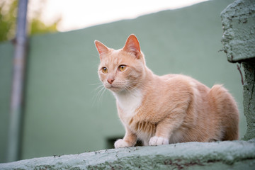 Cat in the roof