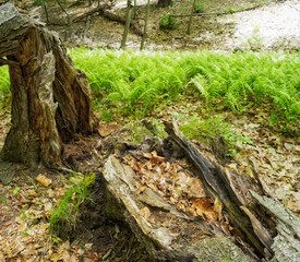 Fototapeta na wymiar Forest and ferns in spring, Sunny Ridge Preserve, Ossining New York
