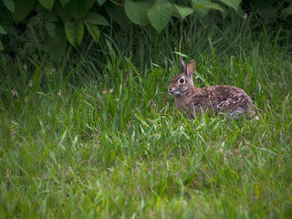 New England cottontail rabbit, Sylvilagus transitionalis, Narragansett, Rhode Island,