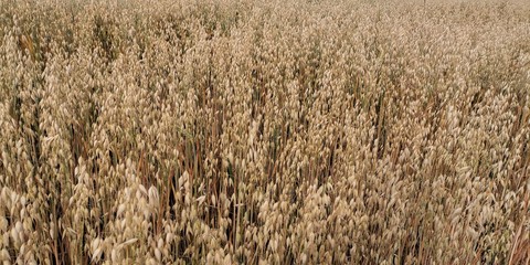 Fototapeta premium Feld Ackerbau Landwirtschaft
