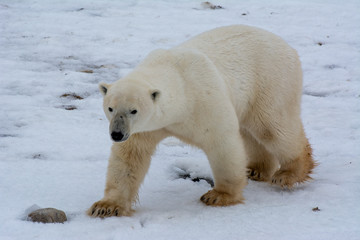 polar bear walking on the snowy tundra