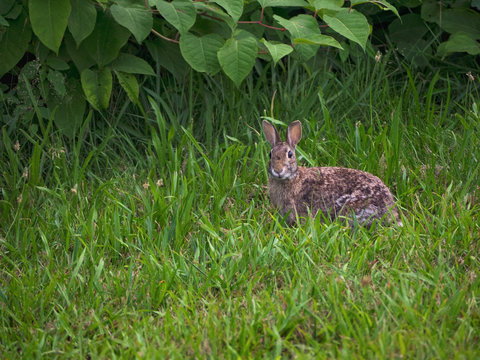 New England cottontail rabbit, Sylvilagus transitionalis, Narragansett, Rhode Island,