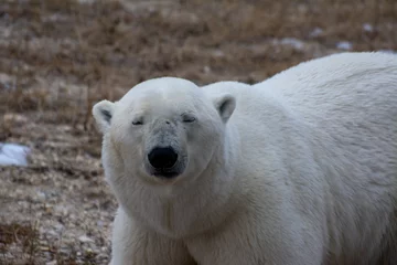 Fotobehang polar bear close up of face © Wandering Bear