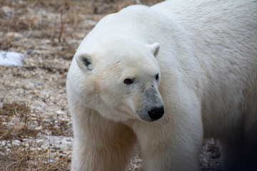 Fototapeta na wymiar polar bear close up of face