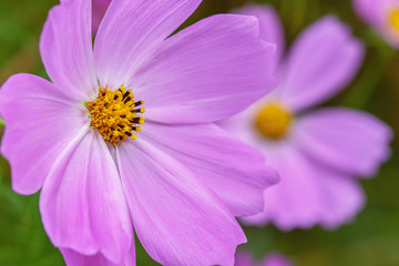 Fototapeta premium コスモスの花