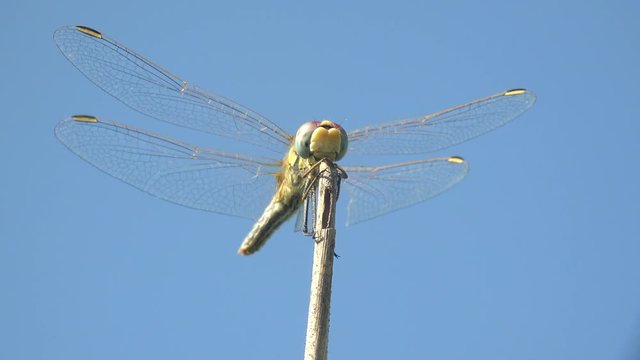 Dragonfly is order Odonata, sitting on dry stem of grass against blue sky. Macro insect