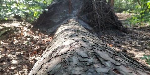 Wald