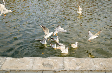 Seagulls fight for food on the water 4.