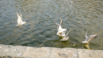 Seagulls fight for food on the water.