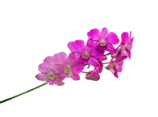 Fototapeta na wymiar Purple orchid isolated on white background.