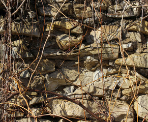 Wet wall made of natural rocks covered with bare bines of climbing plants