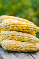 Fresh organic yellow corn close up lying on an old wooden Board