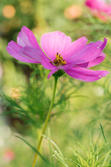 Fototapeta premium Purple lilac flower cosmea close up in a blooming garden in summer