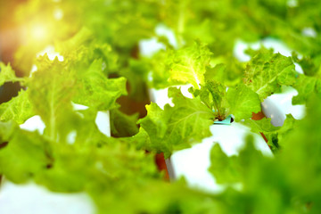 Hydroponic vegetable garden in the afternoon