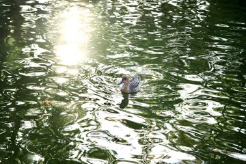 一羽の鴨と輝く水面