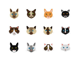 Obraz na płótnie Canvas bundle faces of cats feline animals icons vector illustration design