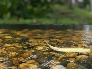 A leaf is floating on pebble stream at the warm day.