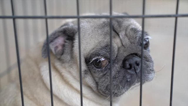 Pug dog inside a fenced area, sad expression. Closeup. 
