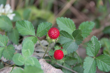 detail of the small berries of inedible garden in the spring
