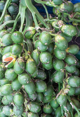 Green betal nut and palm.