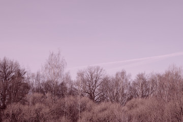 Trees without leaves against the sky on a clear autumn day. Natural background pink color toned