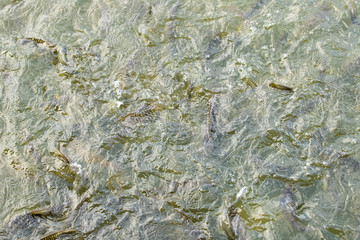 Feed fish / Many fish feed food a lot of feeding Catfish , Tilapia, carp and orange common carp - freshwater fish in ponds