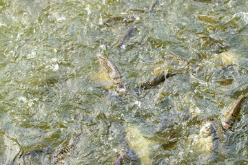 Feed fish / Many fish feed food a lot of feeding Catfish , Tilapia, carp and orange common carp - freshwater fish in ponds