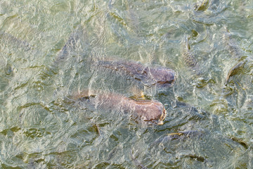 Feed fish / Many fish feed food a lot of feeding Catfish , Tilapia, carp and orange common carp - freshwater fish in ponds
