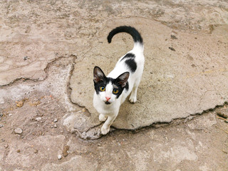 A cute cat standing and glared at the camera on the floor. A beautiful cat with black and white feathers
