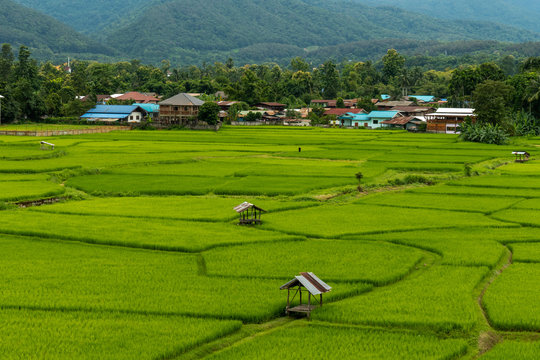 Aerial photograph of rice fields and mountains