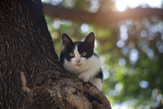 The cute kitten is stuck on the tree