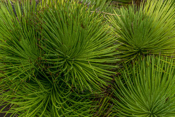 Spiky green plants in a garden providing a textured patterned background