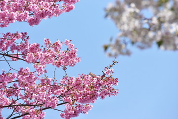 早咲きの桜