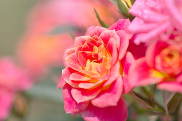 花壇の薔薇