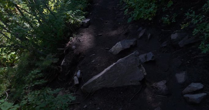 Very dark forest trail with small patches of light breaking through the canopy of the trees