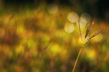 Close up view of nature in morning light moment