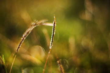 Close up view of nature in morning light moment