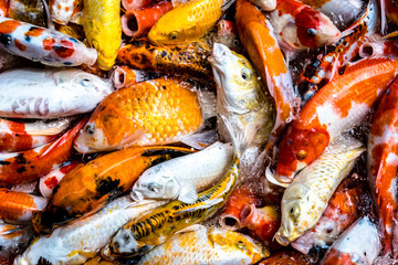 Colorful and multicolor Fancy carp fish swimming in the pond, Fancy carp fish or Koi fish background and texture