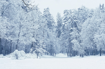 beautiful winter landscape, trees in snow. Frozen snowy trees in winter park or forest. Winter season background. Merry Christmas and happy New Year concept. copy space