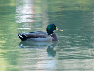 池で泳ぐマガモの雄