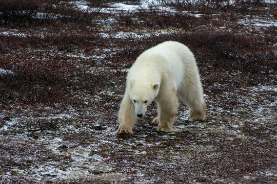 young polar bear walks toward the viewer with its head down