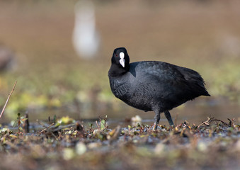Coot bird closeup in wetland