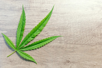 The single fresh green Marijuana or Cannabis leaf on wooden wallpaper.