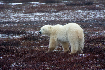 Fototapeta na wymiar polar bear walking on the tundra side on