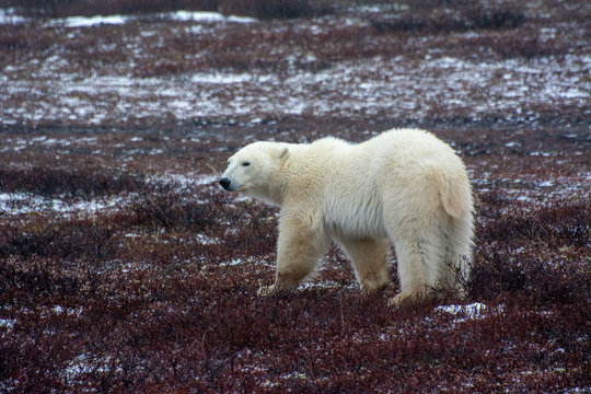 polar bear walking on the tundra side on