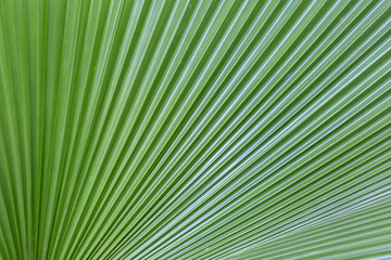 Fototapeta premium Big leaf of palm tree or coconut texture background.