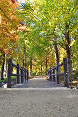 天満大池公園の紅葉